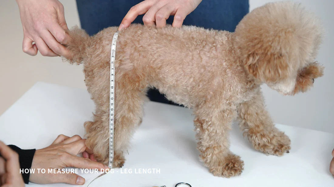 犬のサイズの測り方