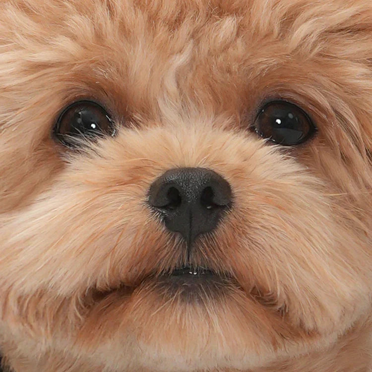 TIPOO - M