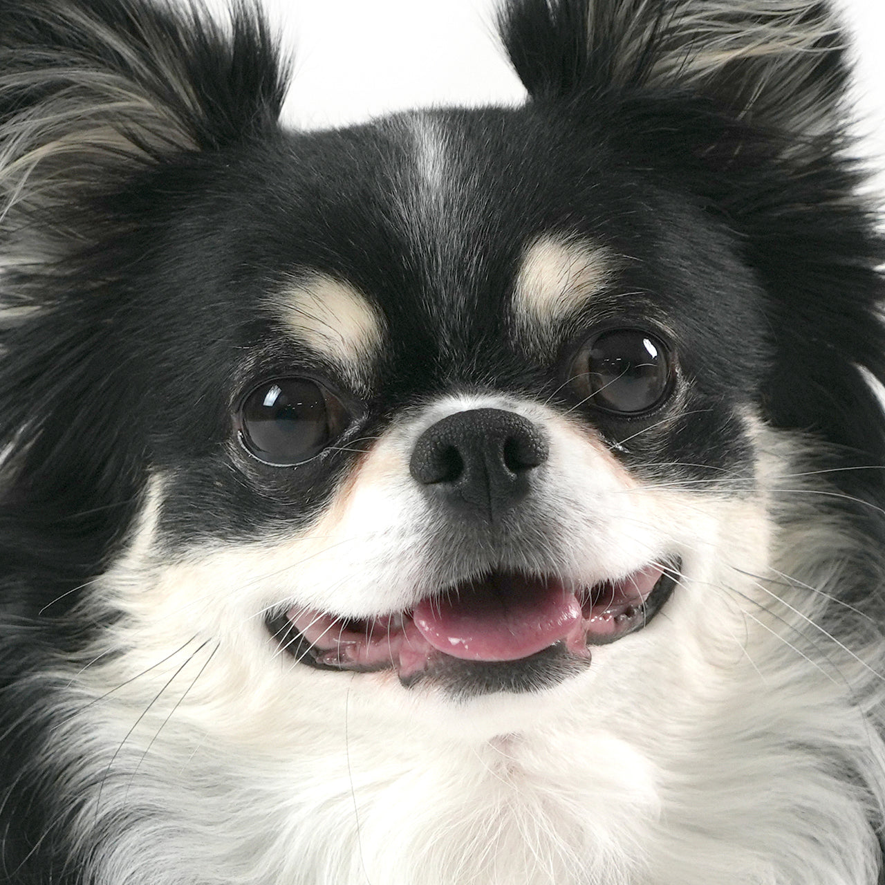 CHIRO - ML