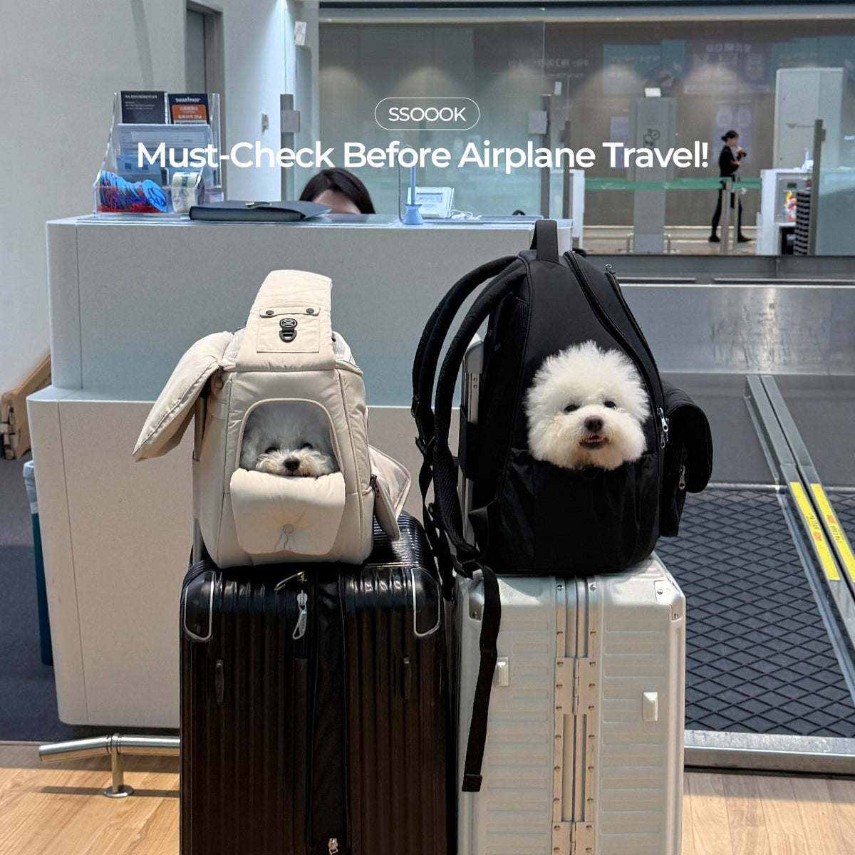 飛行機旅行の前に必ず確認！ワンちゃん用キャリーガイド